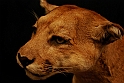 Museo Di Scienze Naturali - Animali 73
